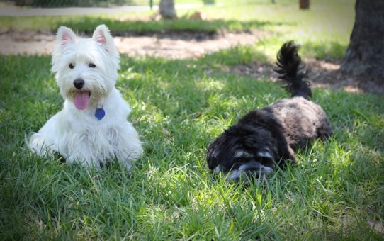 dog_daycare