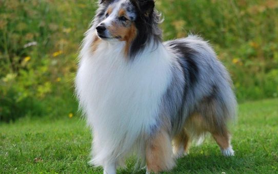 shetland_sheepdog_photo