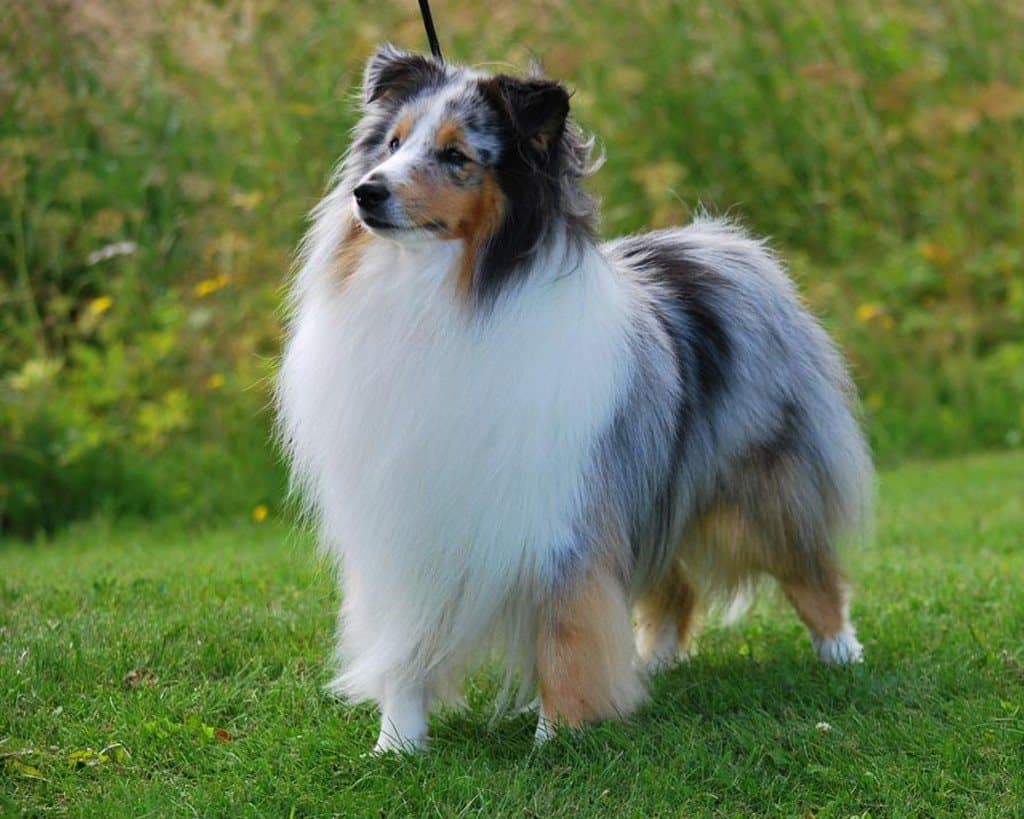 shetland_sheepdog_photo