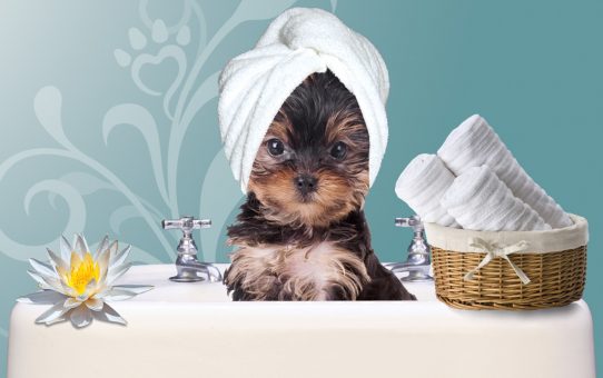 sink_image_copy