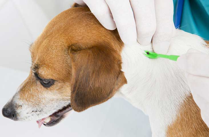 dog--tick