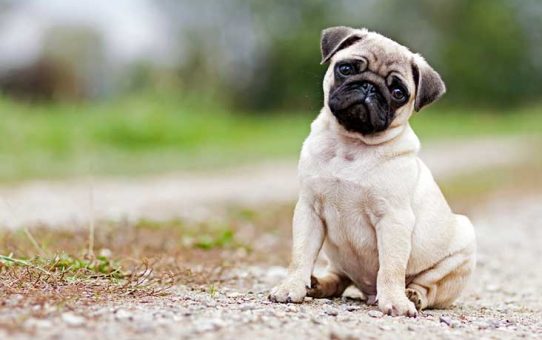 Pug