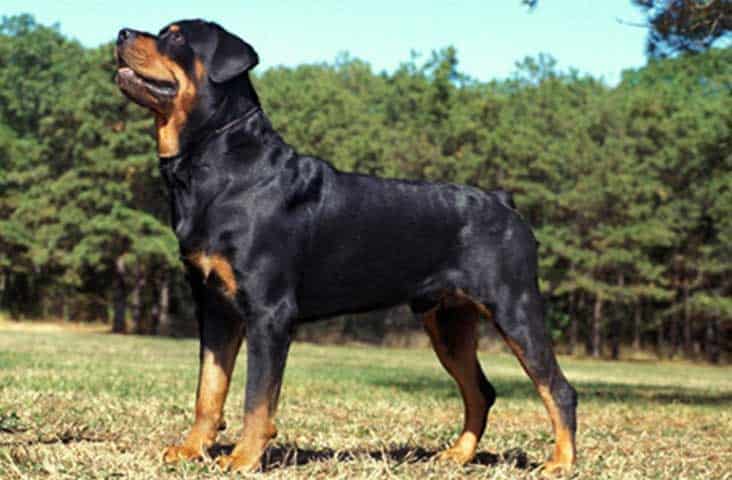 Rottweiler