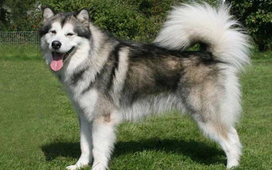 Siberian