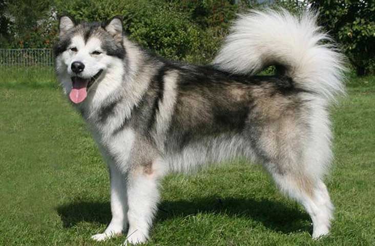 Siberian