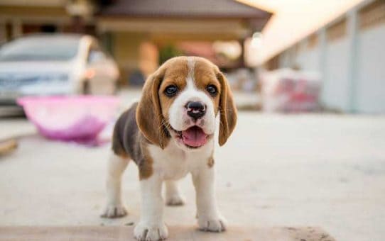Beagle-