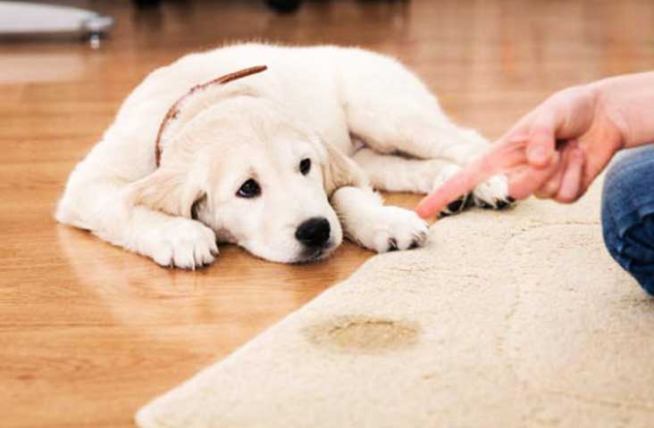 Excretory-dog-
