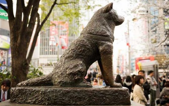 Hachi