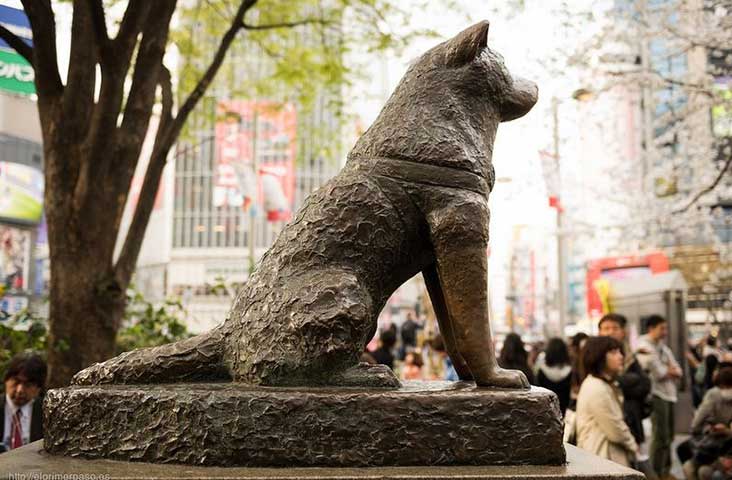 Hachi