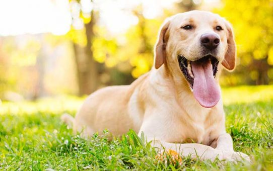 Labrador-Retriever-