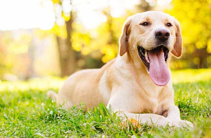 Labrador-Retriever-