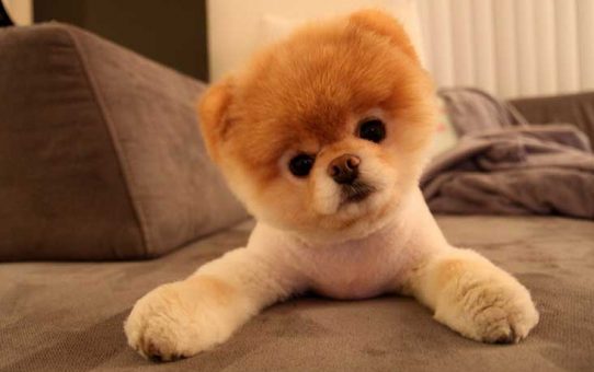 Pomeranian