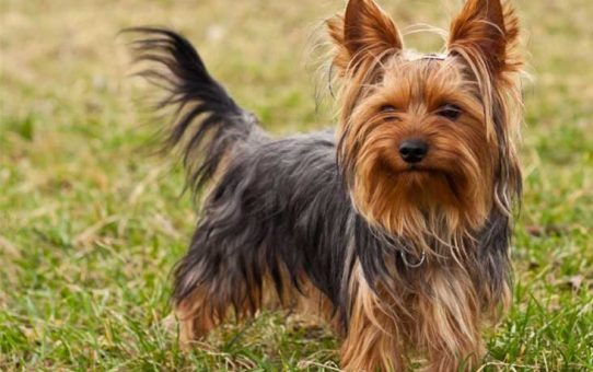 Yorky