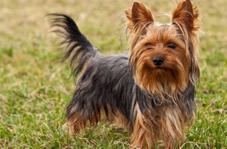 Yorky
