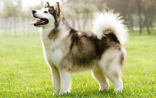 Alaskan-Malamute