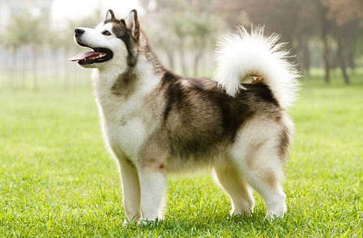 Alaskan-Malamute