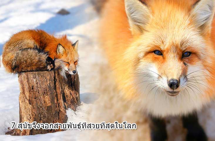Fox