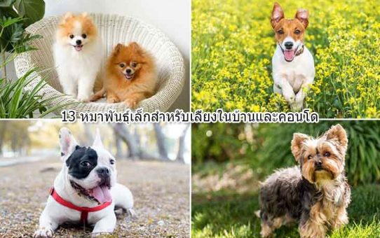 Small-breed-dog