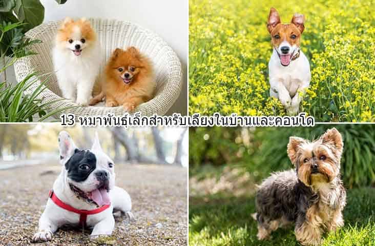 Small-breed-dog